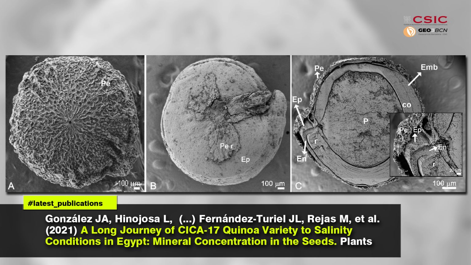 Quinoa Variety to Salinity Conditions in Egypt: Mineral Concentration in the Seeds